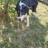 Picture of dog found at Quissac