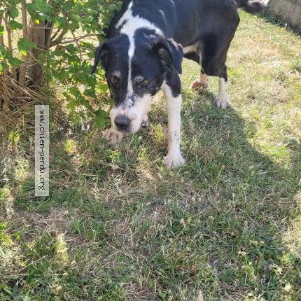 Photo 1/1 Found dog Found in Quissac