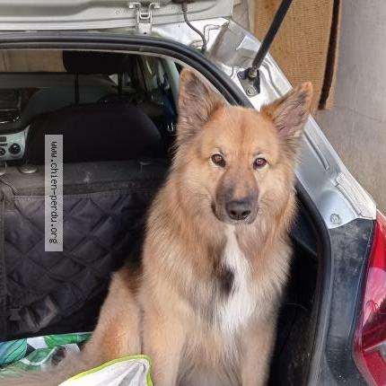 Photo 1/2 SHUN Chien lost in Lannion