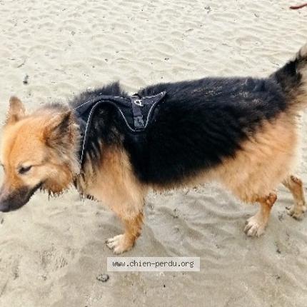 Photo 2/2 SHUN Chien lost in Lannion