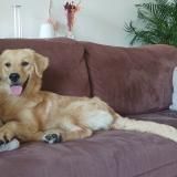 Picture of dog lost at Le Broc