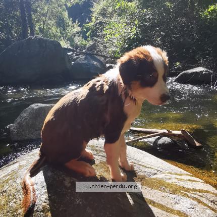 Photo 1/1 Aria Chien lost in Fontpedrouse