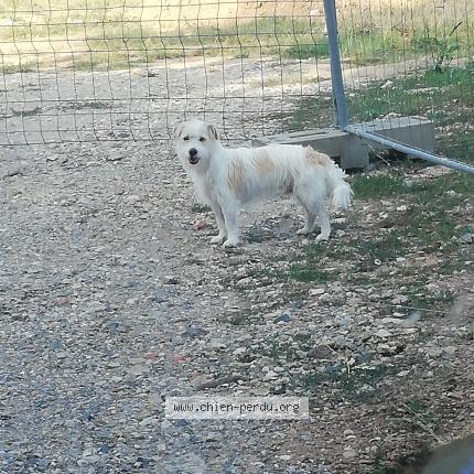 Photo 1/1 Found dog Found in Charbonnieres les bains