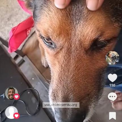 Photo 1/1 Kiko Chien lost in Bretigny sur orge