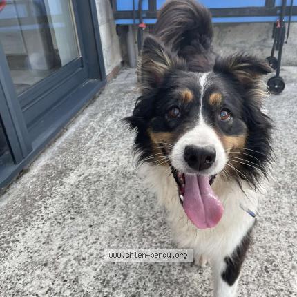 Photo 1/1 Found dog Found in Haisnes