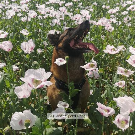 Photo 1/1 Latch Chien lost in Angerville