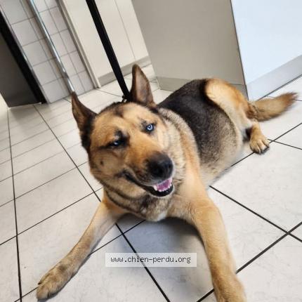 Photo 1/1 Found dog Found in Bouffemont