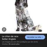 Picture of dog found at Saint Remy De Provence
