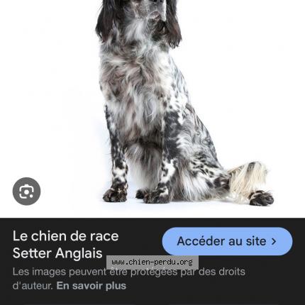 Photo 1/1 Found dog Found in Saint remy de provence