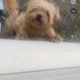 Picture of dog lost at Morlaas
