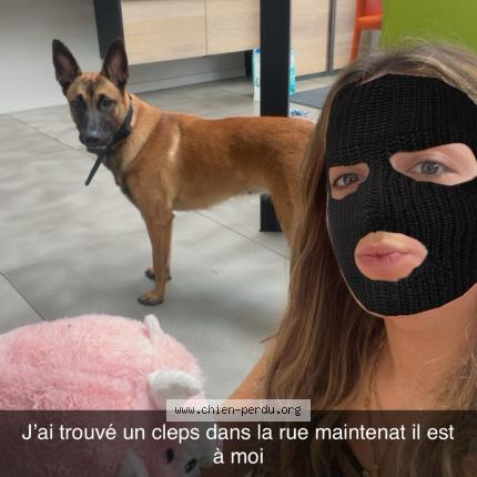 Photo 1/1 Found dog Found in Clermont ferrant