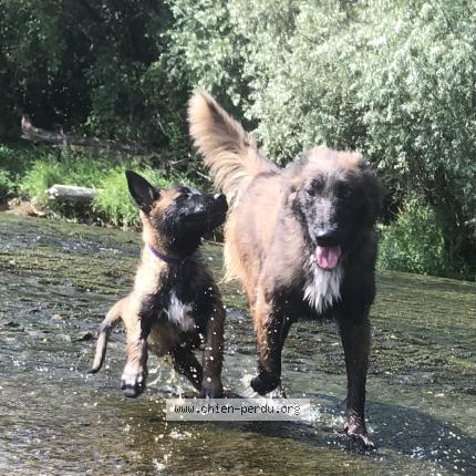 Photo 1/1 Ananas Chien lost in Moissey