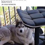 Picture of dog lost at Ajaccio