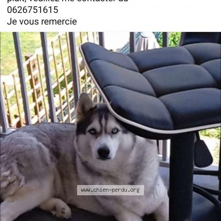 Photo 1/1 Simba Chien lost in Ajaccio