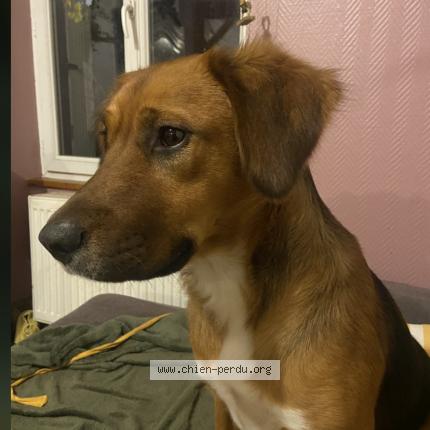 Photo 1/1 Okame Chien lost in Ambazac