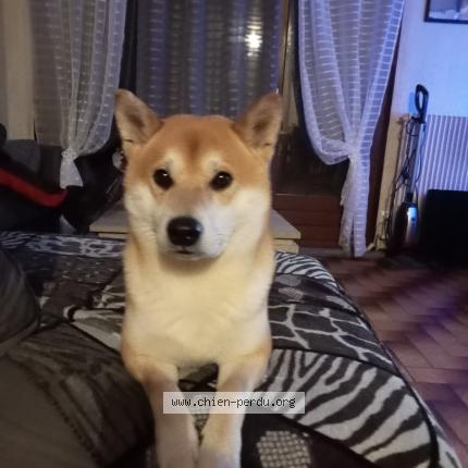 Photo 1/1 Loko Chien lost in Autrey