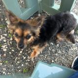 Picture of dog lost at Paris