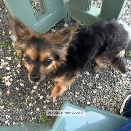 Photo 1/1 Chanel Chien lost in Paris