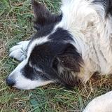 Picture of dog lost at Quillan