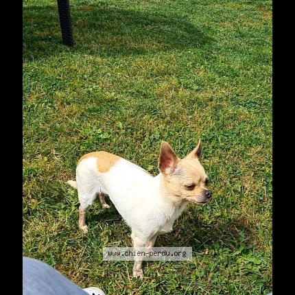 Photo 1/1 Shanna Chien lost in Lallaing