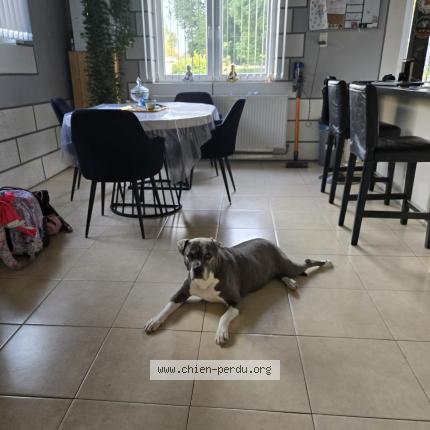 Foto 1/1 Hond teruggevonden Vermist in Kraainem