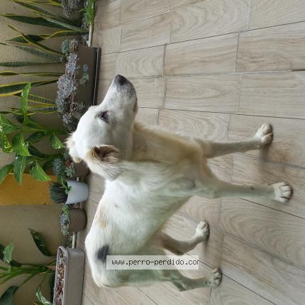 Photo 1/1 Found dog Found in Guayaquil