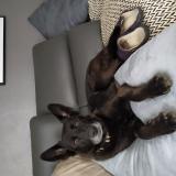 Picture of dog lost at Pamiers