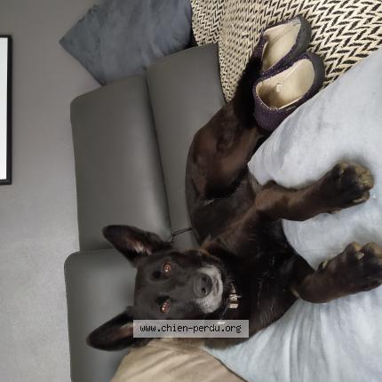 Photo 1/1 kayna Chien lost in Pamiers