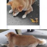 Picture of dog found at Saint Front