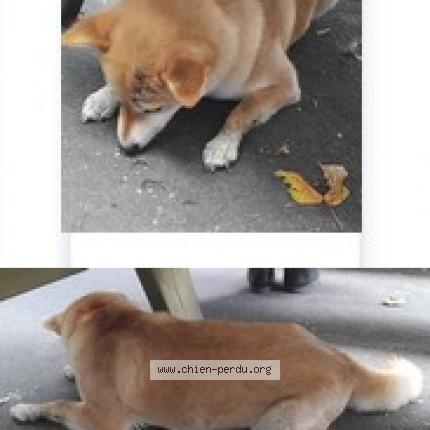 Photo 1/1 Found dog Found in Saint front