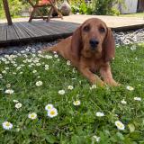 Picture of dog lost at Chaniers