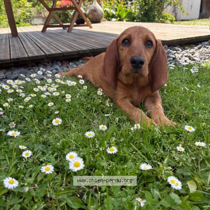Photo 1/1 VICK Chien lost in Chaniers