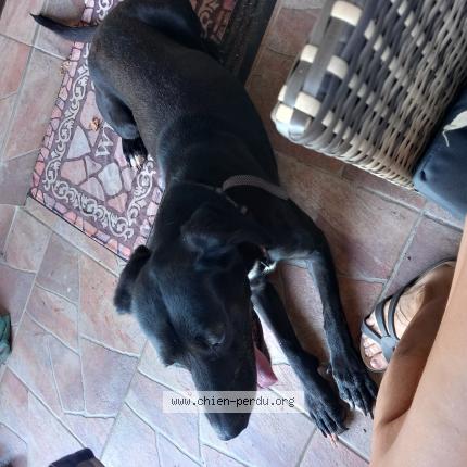 Photo 1/1 Found dog Found in Ballaison