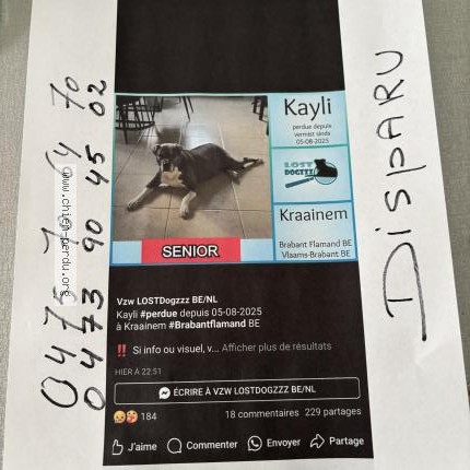 Foto 1/1 Kaily Hond vermist in Kraainem