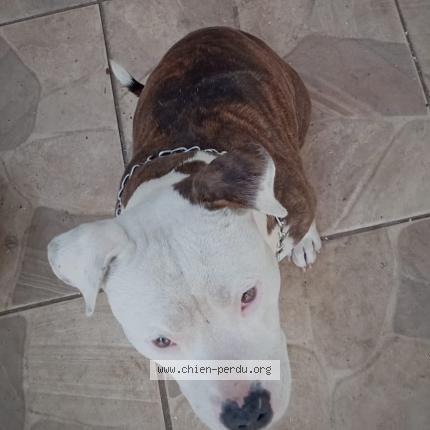 Photo 1/1 Found dog Found in St gilles les hauts