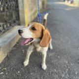 Picture of dog found at Nimes