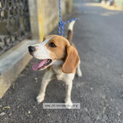 Photo 1/1 Found dog Found in Nimes