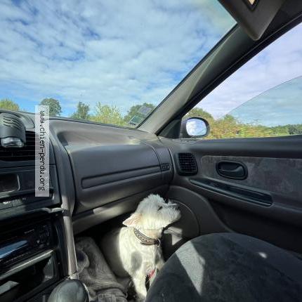 Photo 1/1 Orient Chien lost in La fontaine saint martin