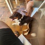 Picture of dog found at Grambois