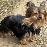 Picture of dog lost at Sciez