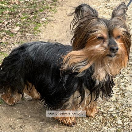 Photo 1/1 Iouca Chien lost in Sciez