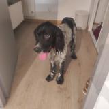 Picture of dog found at Saint Remy En Provence