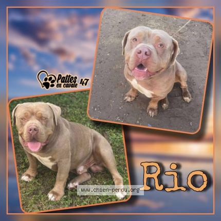 Photo 1/1 Rio Chien lost in Saint pierre de buzet