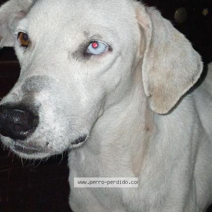 Photo 1/1 Blanca Chien lost in Panama