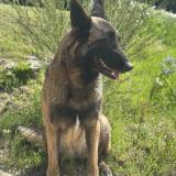 Picture of dog lost at Chateau D Oleron