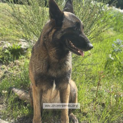 Photo 1/1 Rafalle Chien lost in Chateau d oleron