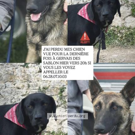 Photo 1/1 Holly Chien lost in Fontaine les basetes