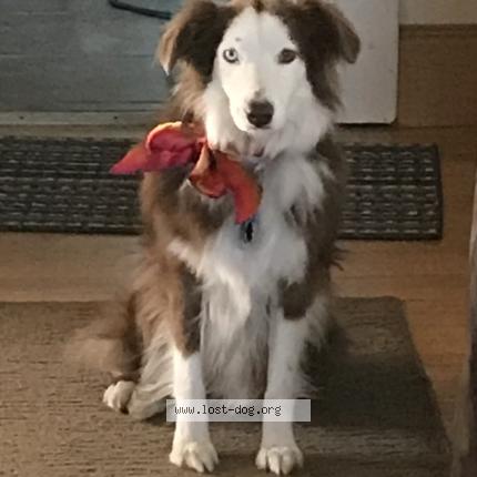 Picture of dog lost at Pleasant Prairie