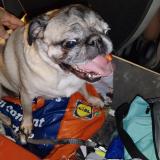 Picture of dog found at Trevoux