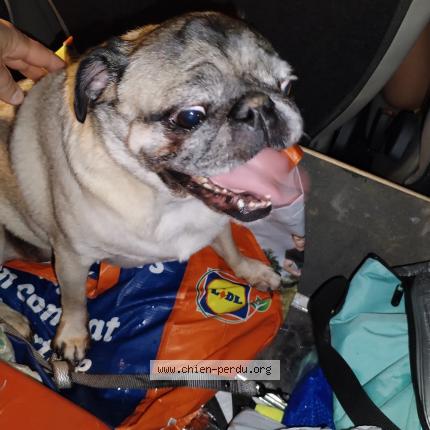 Photo 1/1 Found dog Found in Trevoux